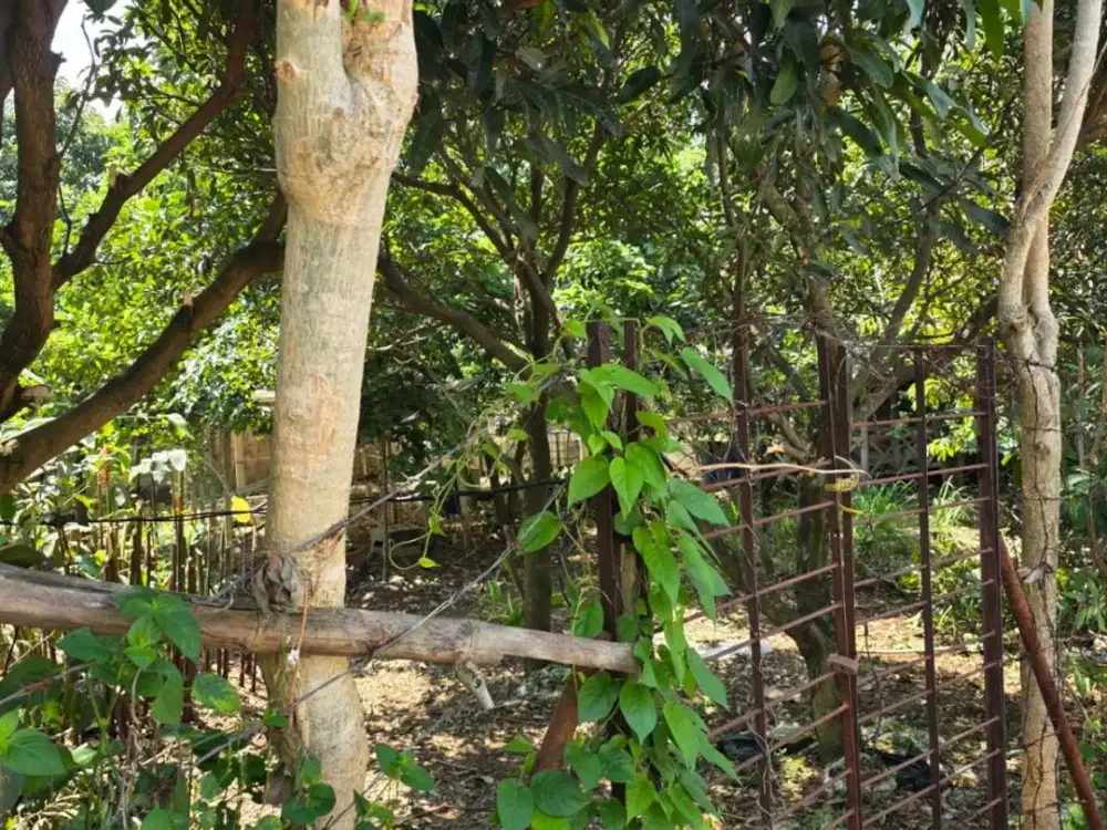 Dijual Tanah SariJadi Bandung