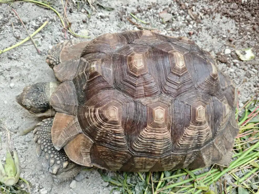 Kura kura Sulcata