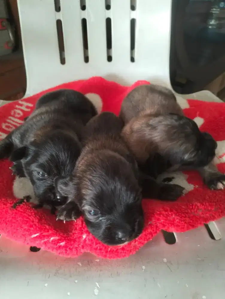 Puppy Pom Corgi mix Mongrel