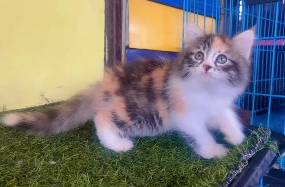 Kucing ras persia calico betina 2.5 bln