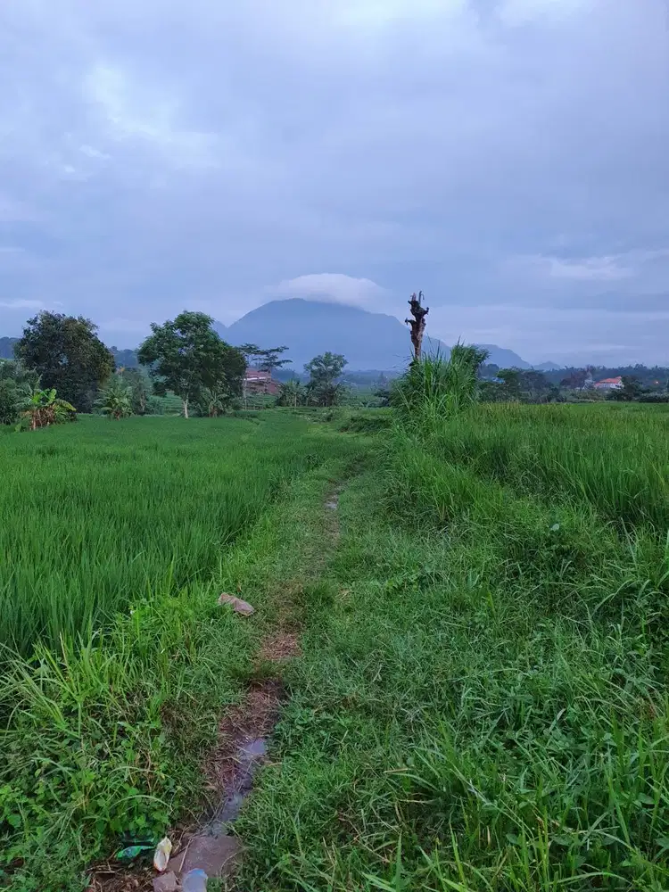 Sawah di Jual dekat Pacet, Kutorejo,