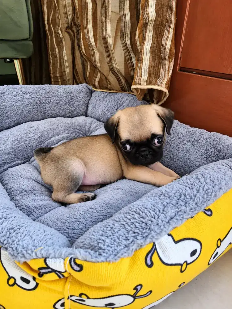 Di jual anakan pug