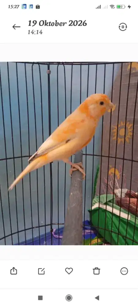 Loper orange bodi gede