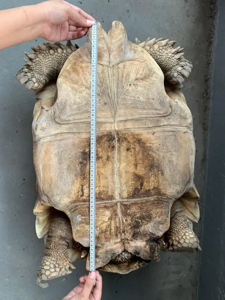 Kura Kura Darat Sulcata Tortoise Male 55cm