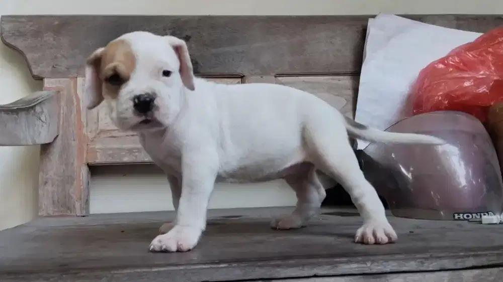 Anak Anjing Pitbull Betina Coklat Muda Dan Putih Berkualitas