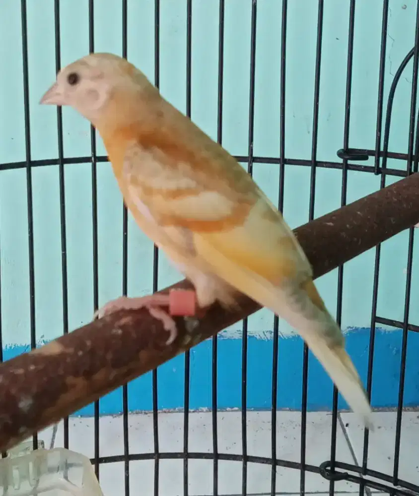 Paud dobeldilut jantan
