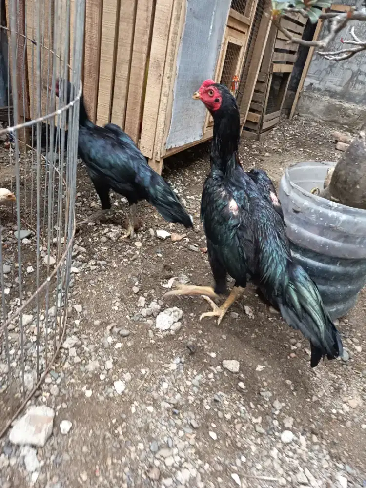 Ayam pakhoi usia 5 bulanan