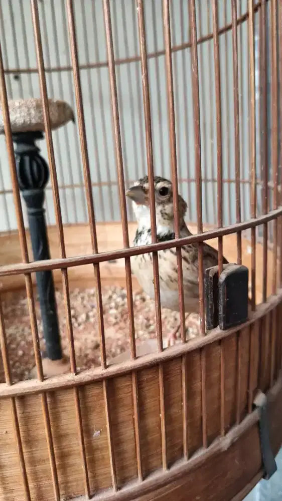 Burung Pakling Calandra