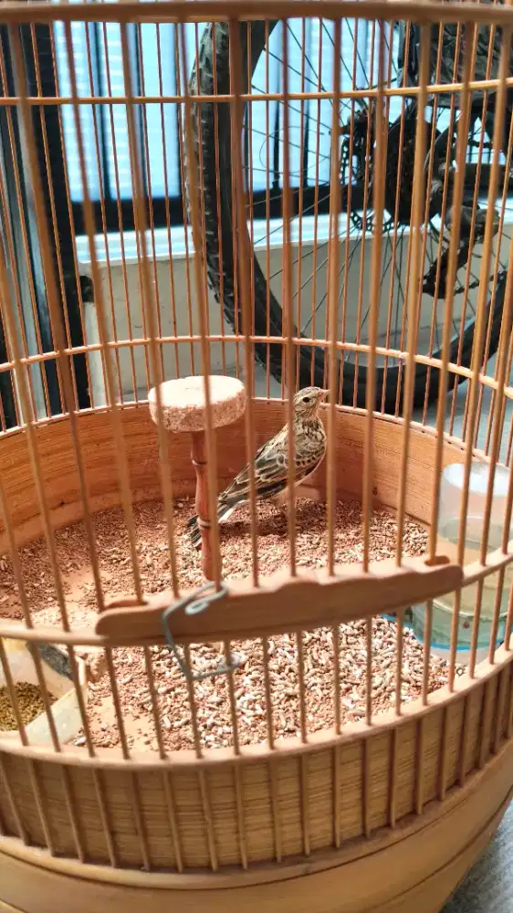Burung Sanma Eurasia Gacor udah ada ngelokal
