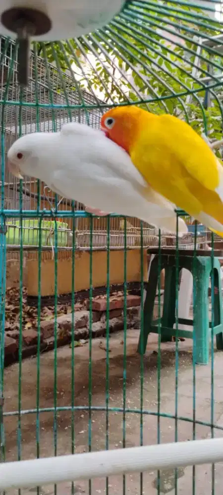 Jodohan albino mata merah dan lutino mh
