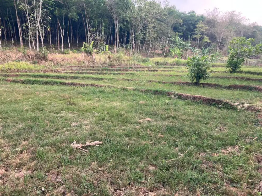 BU JUAL TANAH SAWAH PRODUKTIF