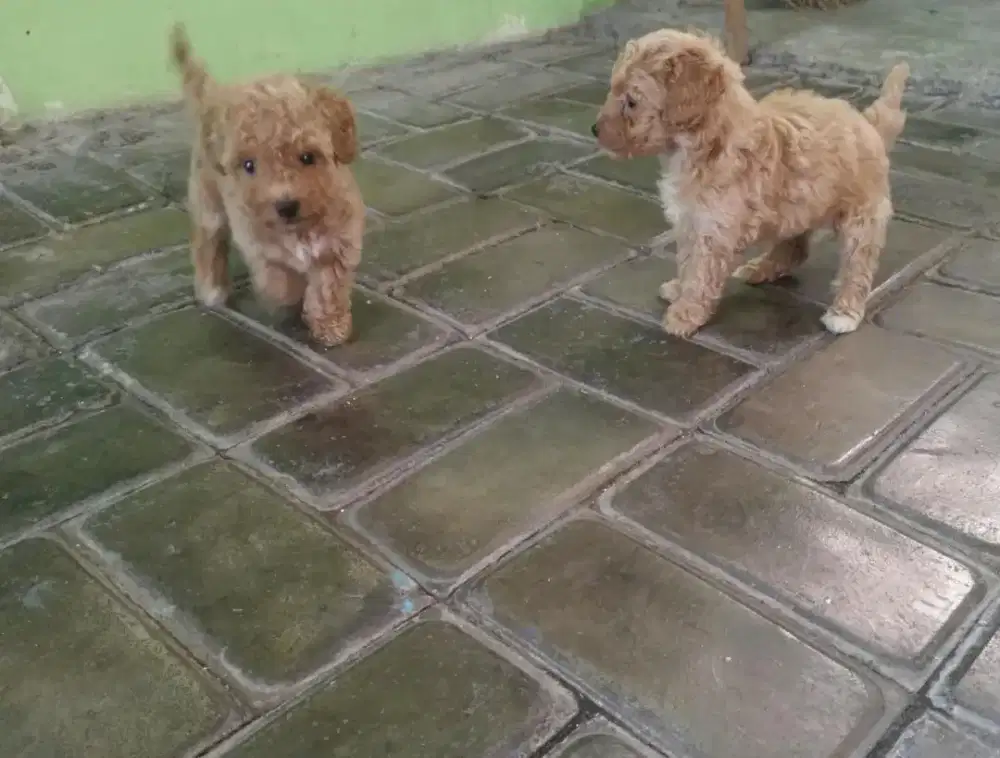 Anjing poodle betina umur 2 bulan