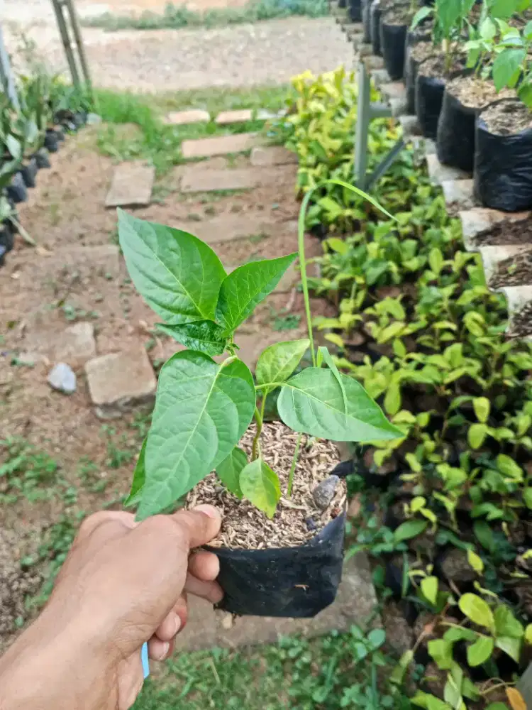Jual pohoan bibit cabe rawit