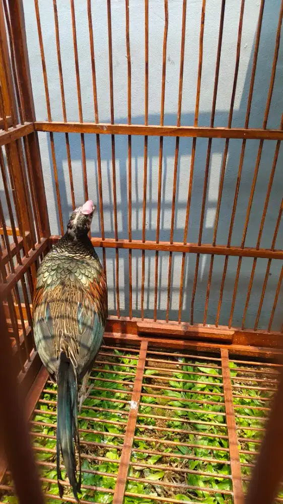 Ayam Hutan Hijau Gacor