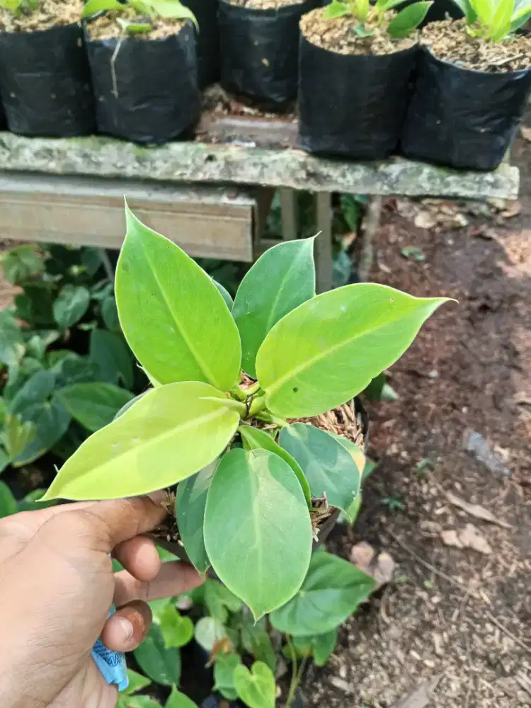 Tanaman hias vilo lemon