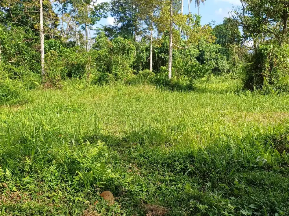 di kontrakan tanah  1.39 htr 25 menit ke ubud