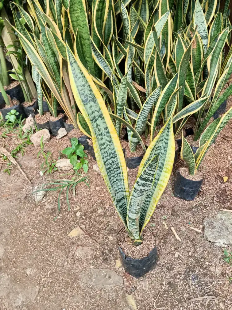 Tamana indor lidah mertua