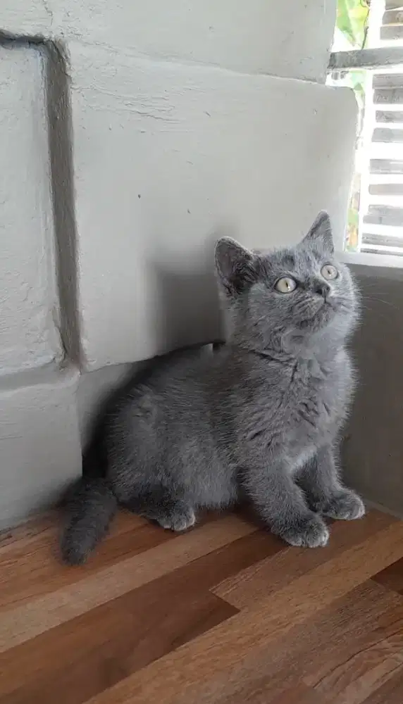 Kitten British shorthair