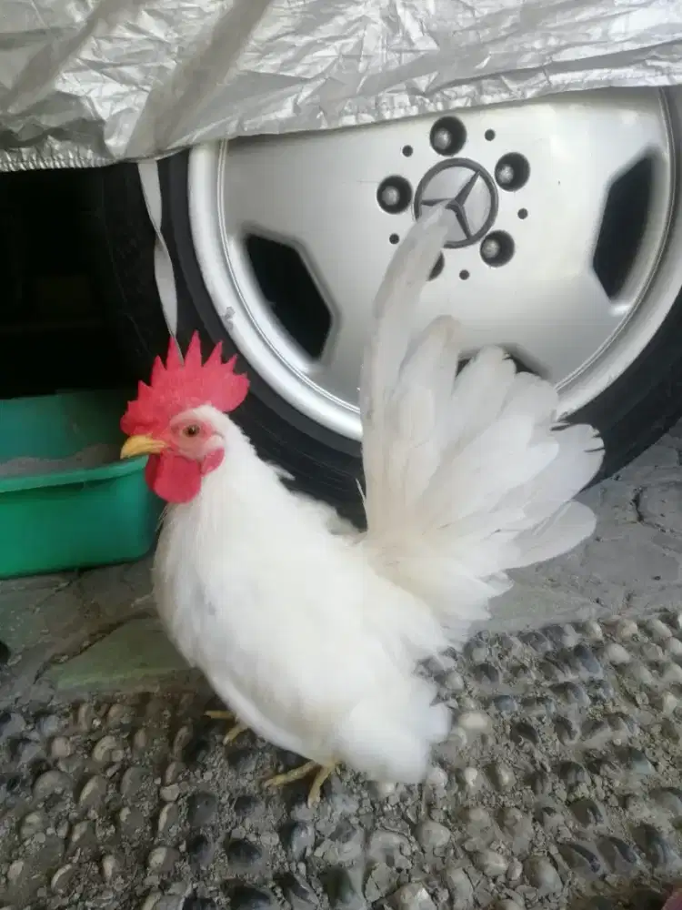 Ayam Kate Putih Polos Jantan, Usia Muda
