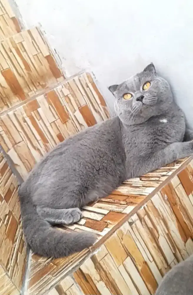 Jasa kawin scottish fold