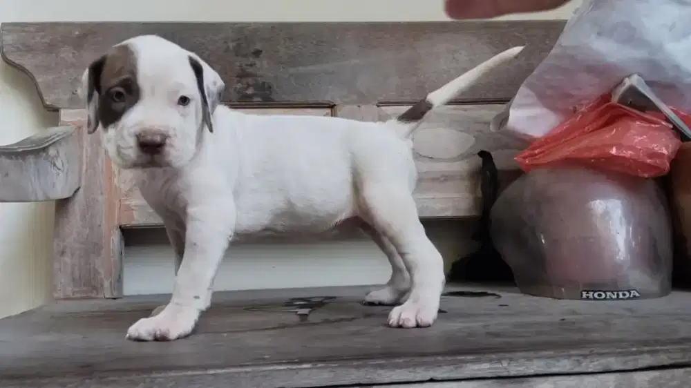 Anak Anjing Pitbull Betina Warna Coklat Tua Dan Putih Berkualitas