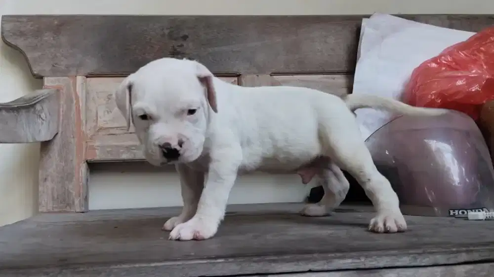 Anak Anjing Pitbul Laki - Laki Warna Coklat Muda Dan Putih Berkualitas