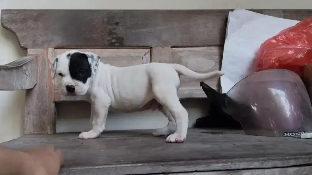 Anak Anjing Pitbull Laki - Laki Warna Hitam Dan Putih Berkualitas