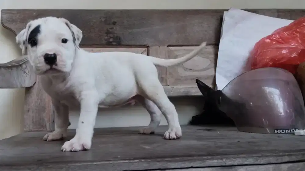 Anak Anjing Pitbull Laki - Laki Warna Hitam Dan Putih Berkualitas