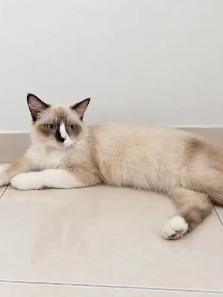 Jasa Pacak kucing