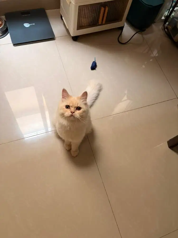 OPEN ADOPT PERSIAN KITTEN