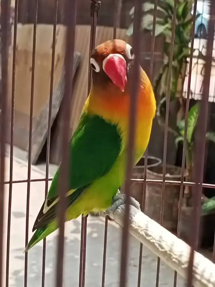 Lovebird josan betina ngapal