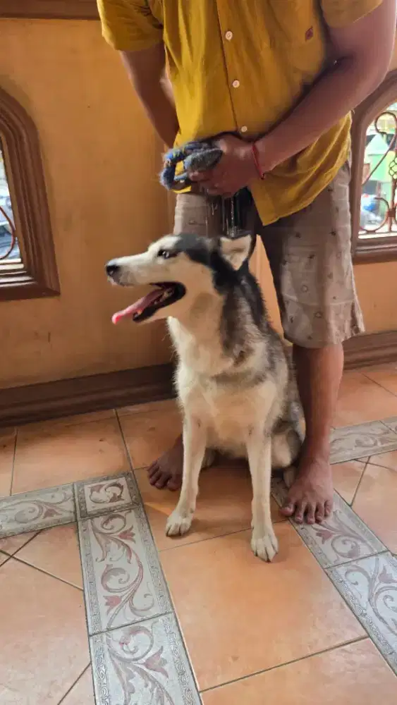 Husky Cantik manja