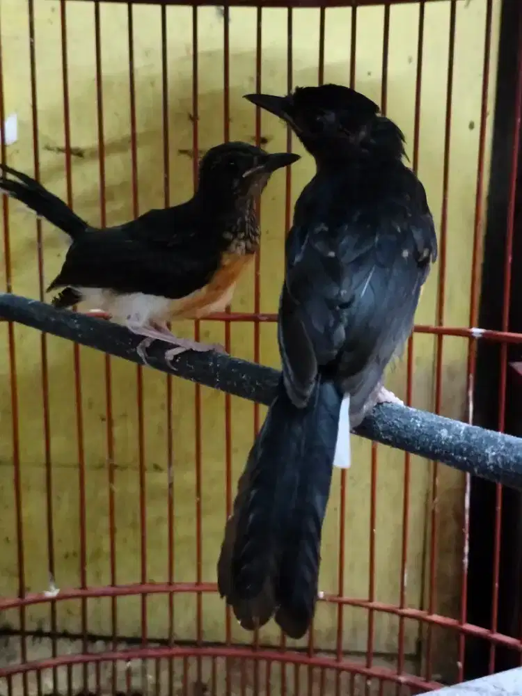 Murai batu Medan trotol