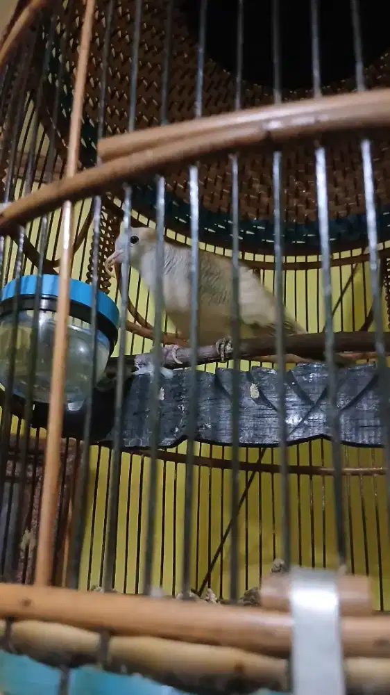 Perkutut silver manggung