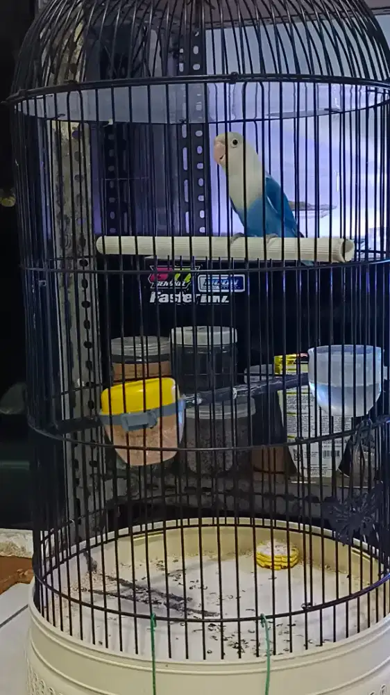 LB lovebird biola blue jantan