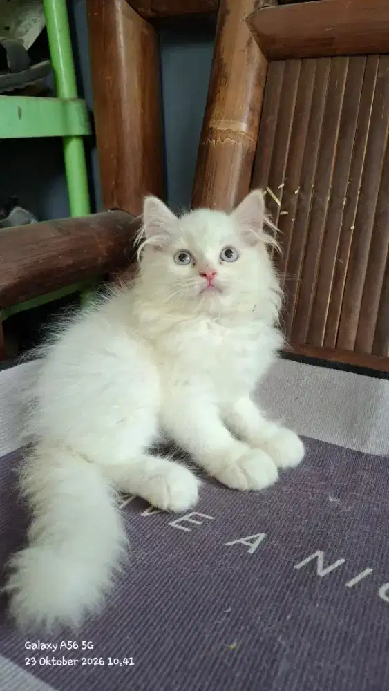 Anak kucing ragdol /kitten ragdol jantan/kucing  jantan