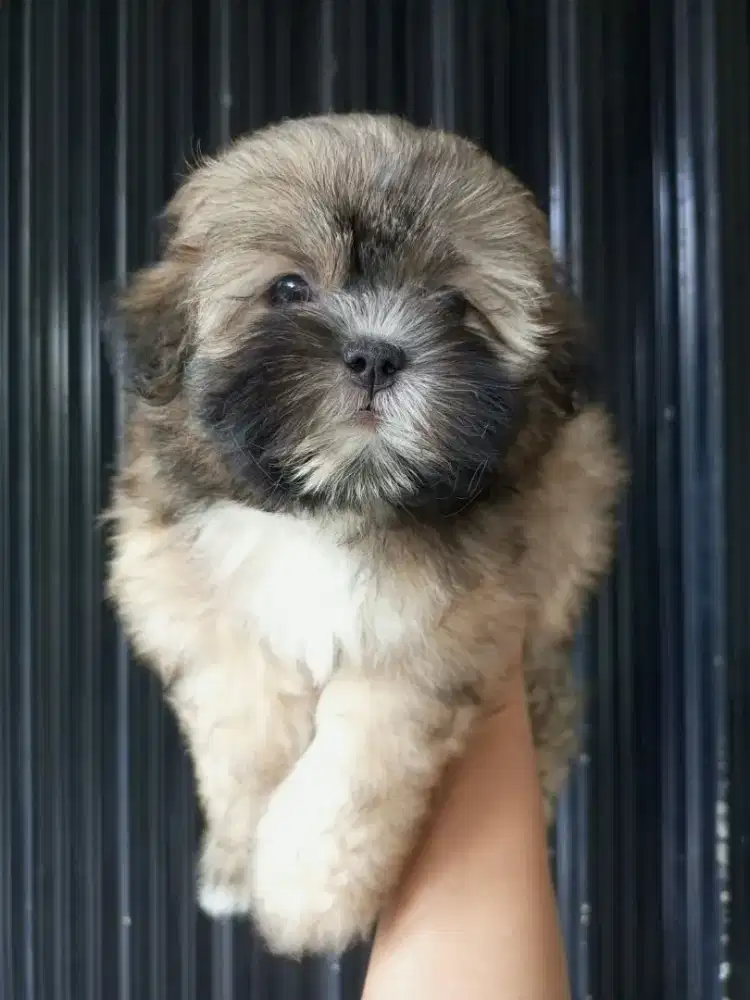 SHIHTZU POODLE / SHIPOO