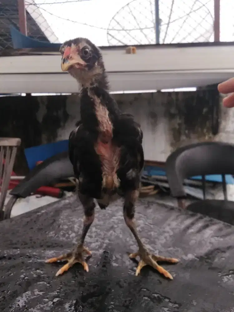 Anakan ayam pakhoy