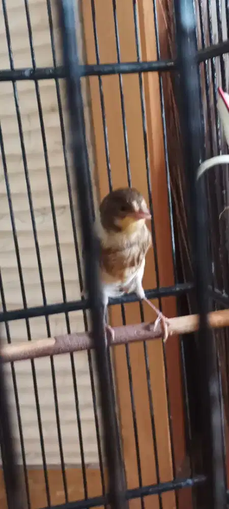 Jual burung kenari anakan F1