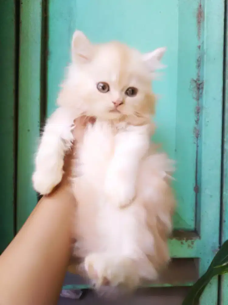 Kucing kitten persia