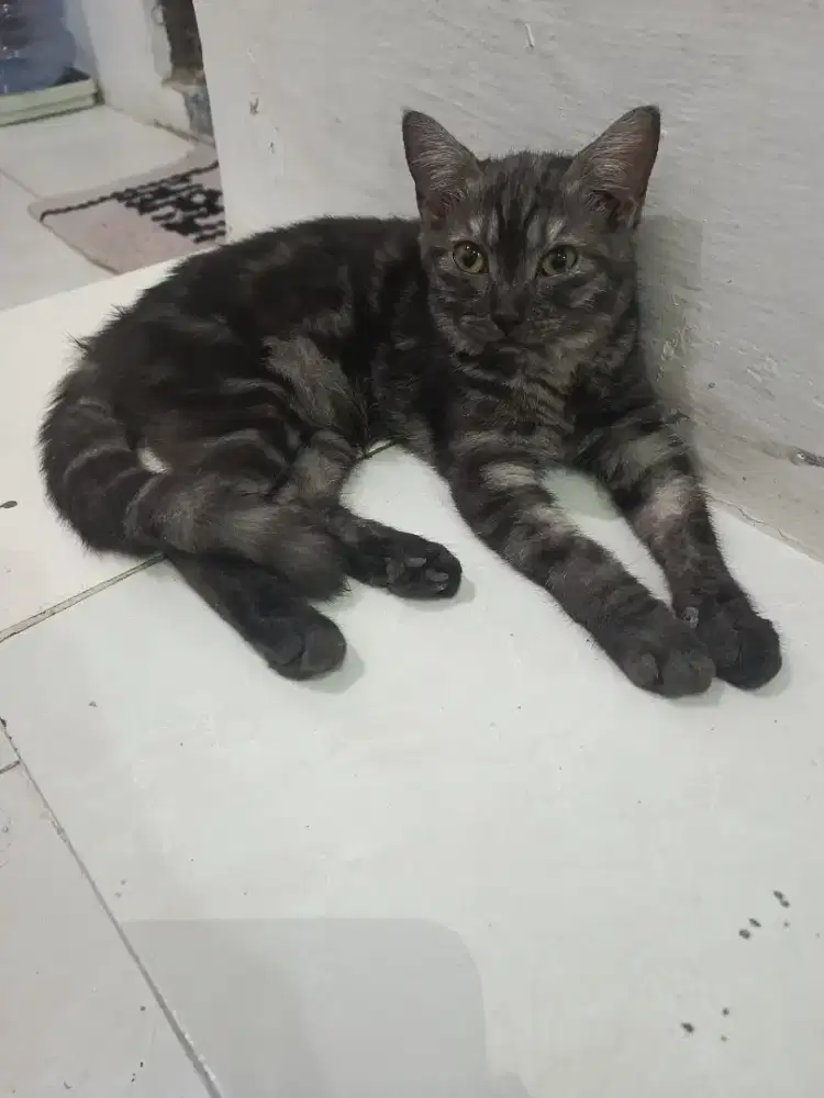 Kucing kitten British shorthair BSH mix munchkin NS warna tubby betina