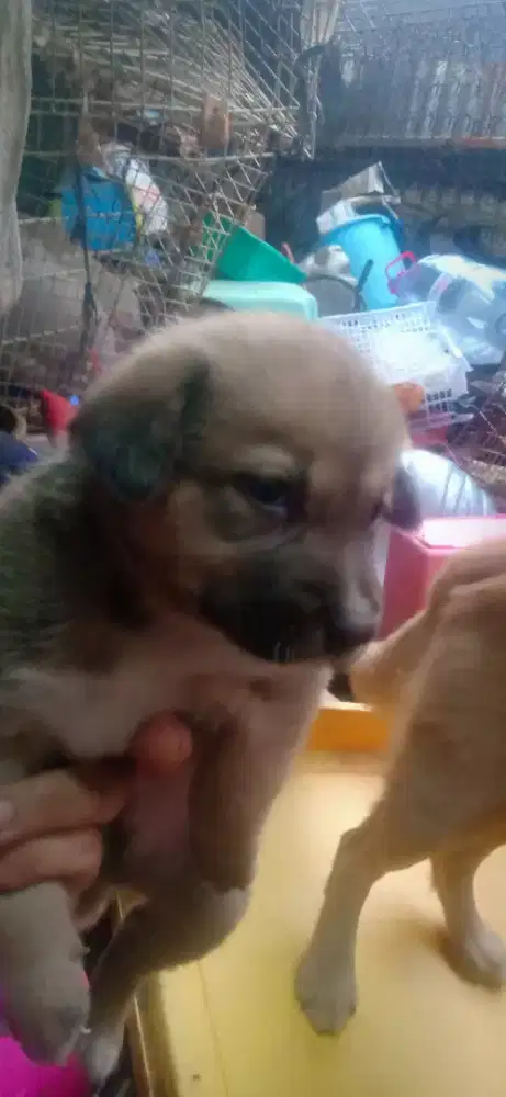 Anak anjing lucu 1 bulan