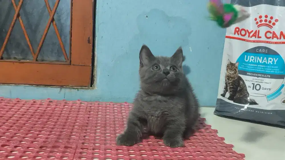 Kucing munchkin british short hair