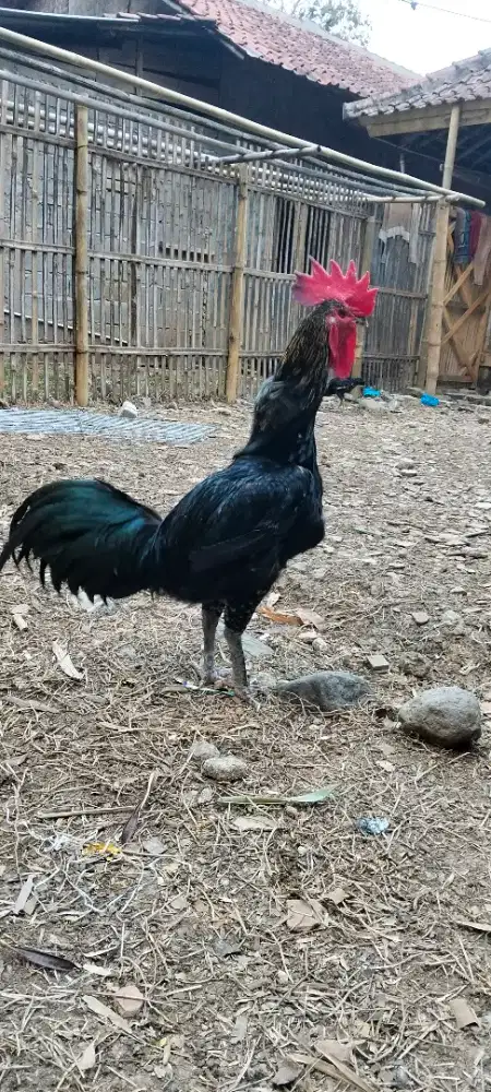 Ayam pelung nya bos