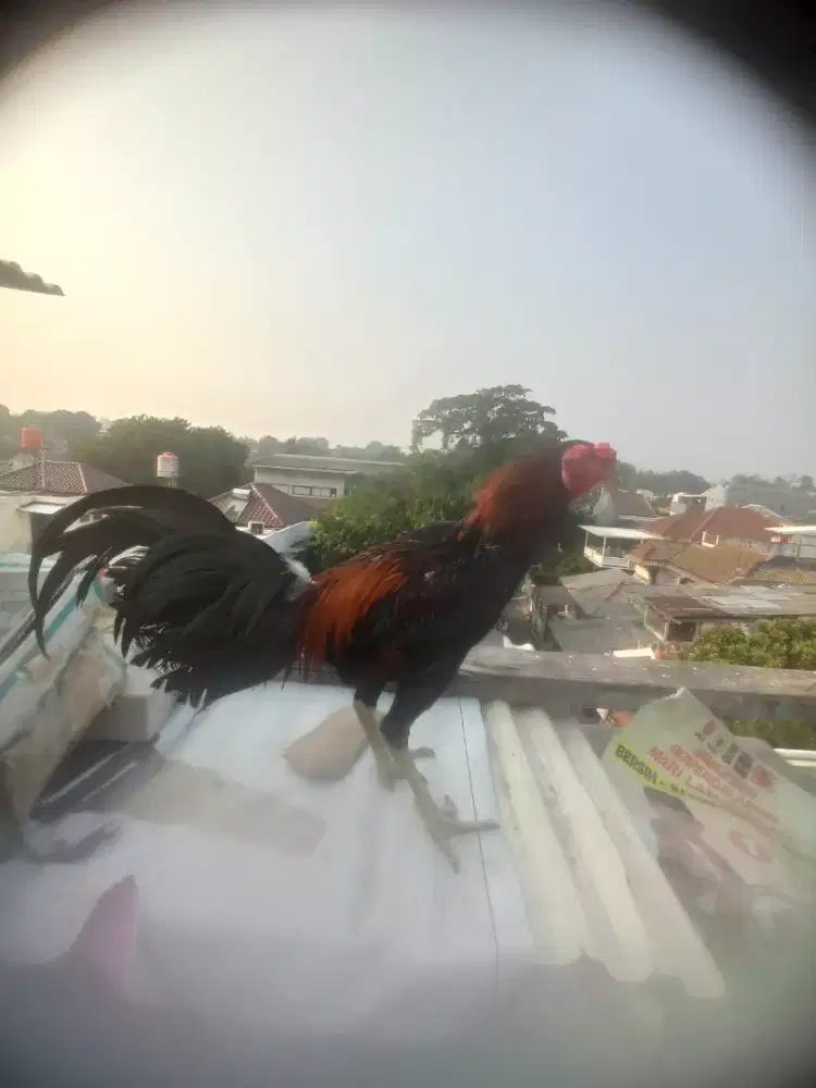 Ayam bangkok pamangon