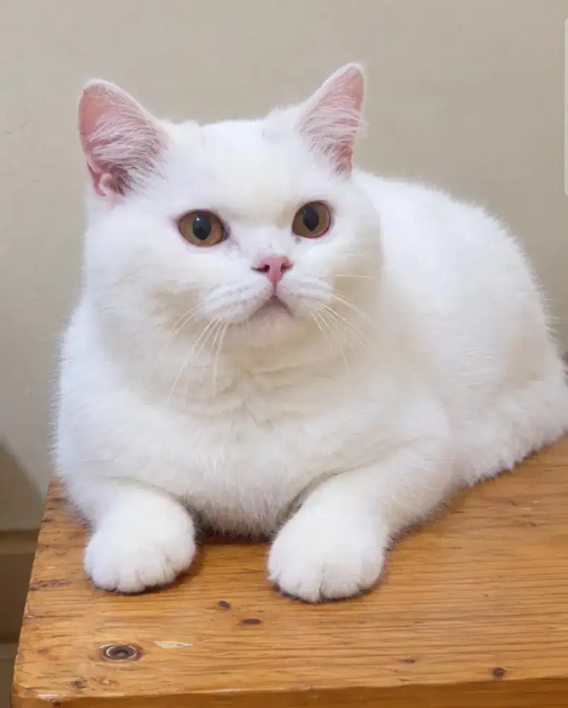 British shorthair BSH anak import jantan