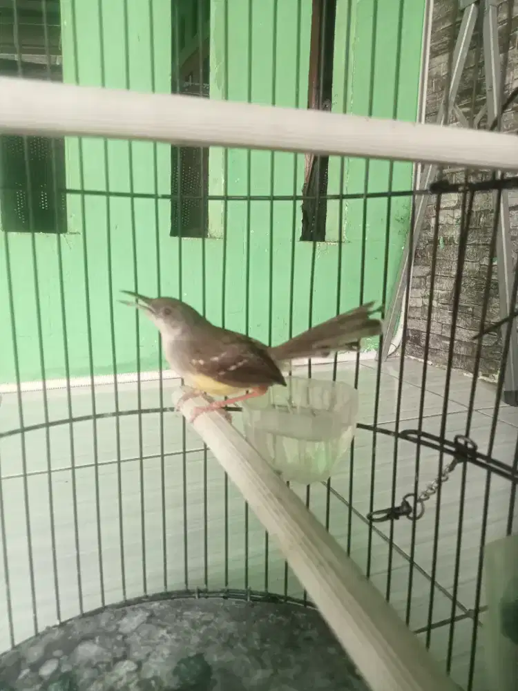 di jual cepat burung ciblek semi udh bunyi/gacor