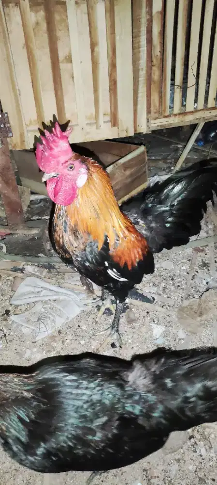 ayam ketawa 3 ekor