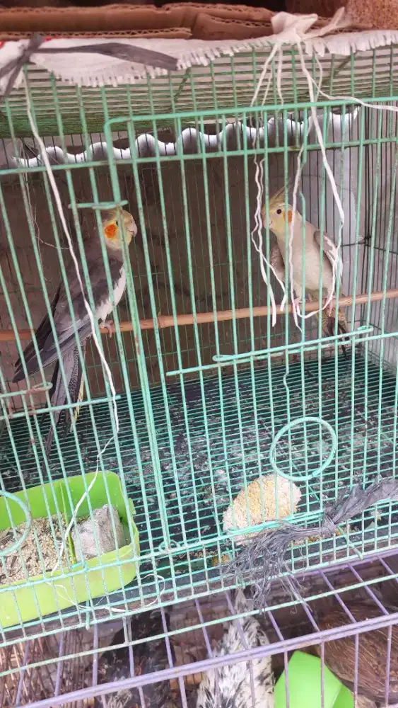 Burung farkit sepsang