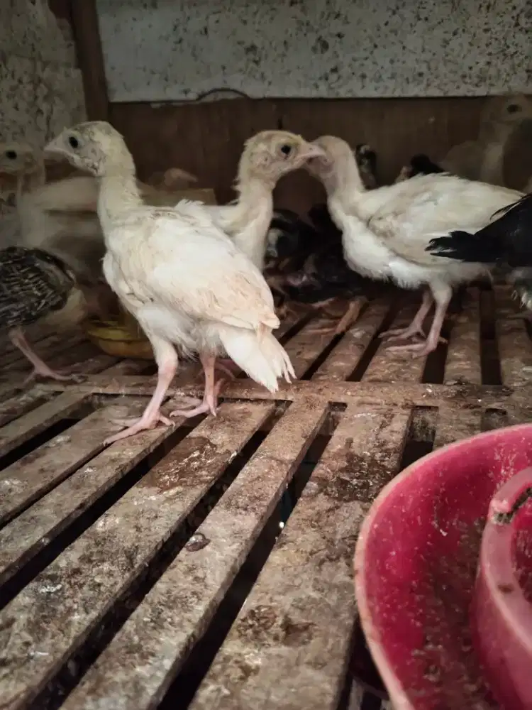 Ayam kalkun sepasang 1bulan